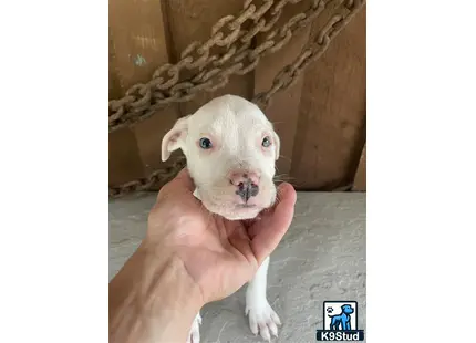 a hand holding a american bully puppy